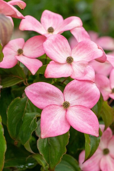 Cornus kousa 'Satomi' C12 60-80