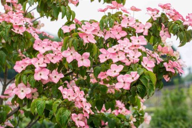 Cornus kousa 'Satomi' C12 60-80