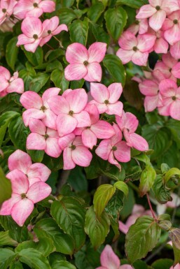 Cornus kousa 'Satomi' C12 60-80