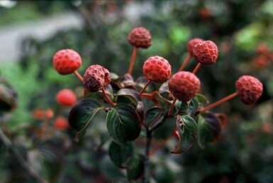 Cornus kousa 'Satomi' C12 60-80