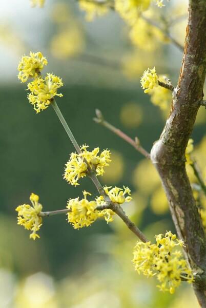 Cornus mas C12 100-125