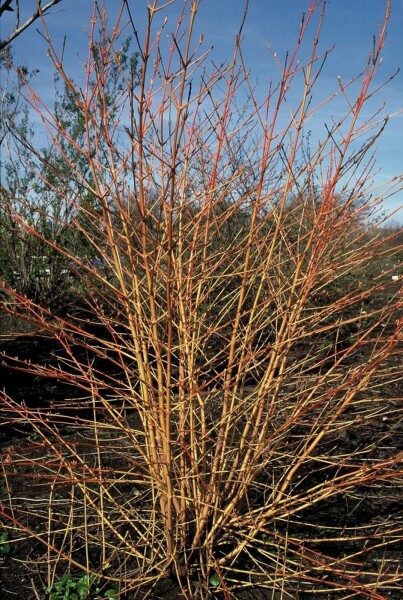 Cornus sanguinea 'Midwinter Fire' C10 30-40