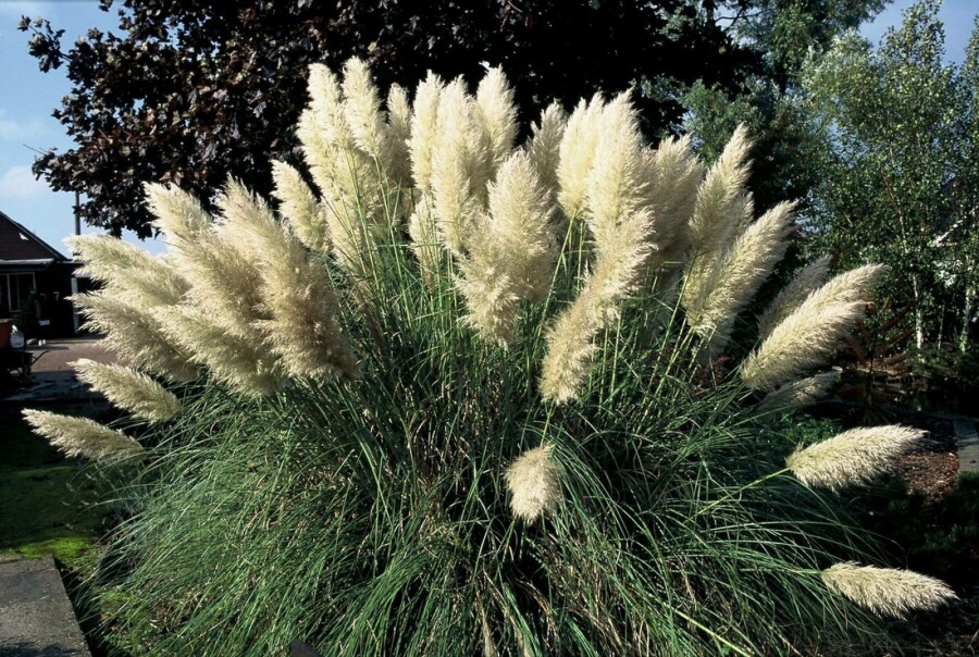 Cortaderia selloana 'Pumila' Pampasgräs 5-10 i kruka P9 Cortaderia selloana 'Pumila'