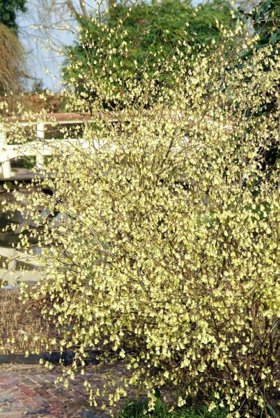 Corylopsis pauciflora C10 40-50