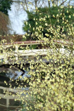 Corylopsis pauciflora C10 40-50