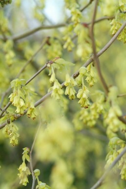 Corylopsis spicata C12 100-120