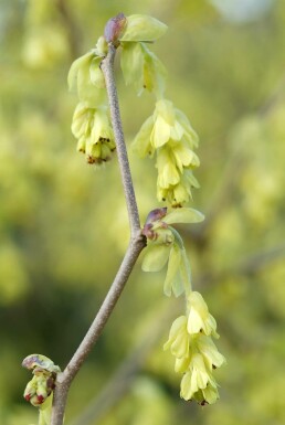 Corylopsis spicata C12 100-120