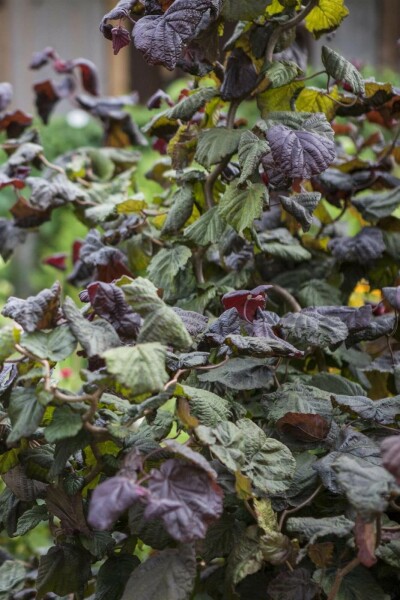Corylus avellana 'Red Majestic' C12 100-120