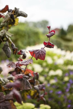 Corylus avellana 'Red Majestic' C12 100-120