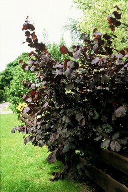 Corylus maxima 'Purpurea' C3 20-30