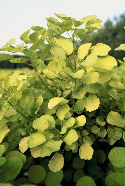 Cotinus coggygria 'Golden Spirit' C2 20-30