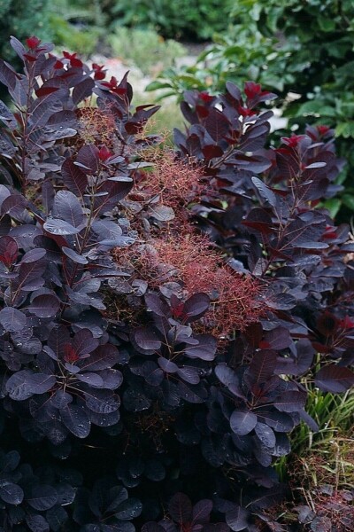 Cotinus coggygria 'Royal Purple' C12 100-125