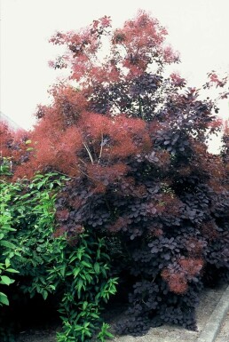 Cotinus coggygria 'Royal Purple' C12 100-125