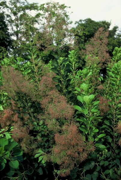 Cotinus coggygria 'Young Lady' C12 80-100