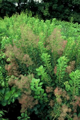 Cotinus coggygria 'Young Lady' C12 80-100