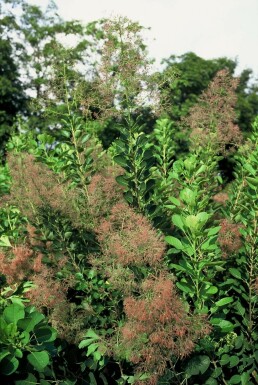 Cotinus coggygria 'Young Lady' C12 80-100