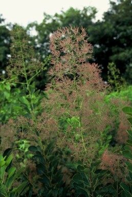 Cotinus coggygria 'Young Lady' C12 80-100