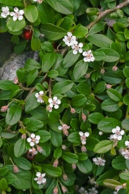 Cotoneaster dammeri Krypoxbär 5-10 i kruka P9 Cotoneaster dammeri