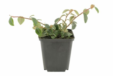 Cotoneaster dammeri Krypoxbär 5-10 i kruka P9 Cotoneaster dammeri