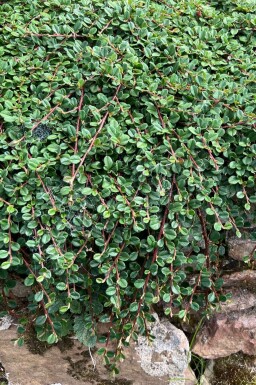 Cotoneaster procumbens 'Queen of Carpets' Oxbär 5-10 i kruka P9 Cotoneaster procumbens 'Queen of Carpets'