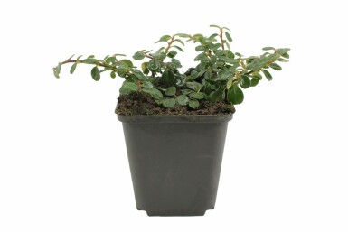 Cotoneaster procumbens 'Queen of Carpets' Oxbär 5-10 i kruka P9 Cotoneaster procumbens 'Queen of Carpets'