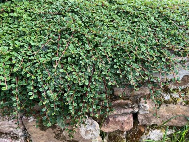 Cotoneaster procumbens 'Queen of Carpets'
