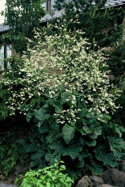 Crambe cordifolia Stäppkål 5-10 i kruka P9 Crambe cordifolia