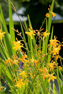 Crocosmia 'George Davison' Montbretior 5-10 i kruka P9 Crocosmia 'George Davison'