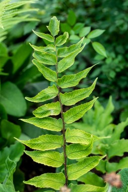 Cyrtomium falcatum Mahoniabräken 5-10 i kruka P9 Cyrtomium falcatum