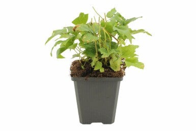 Cyrtomium falcatum Mahoniabräken 5-10 i kruka P9 Cyrtomium falcatum
