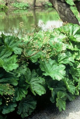 Darmera peltata Sköldbräcka 5-10 i kruka P9 Darmera peltata