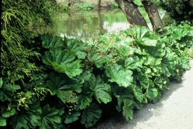Darmera peltata Sköldbräcka 5-10 i kruka P9 Darmera peltata