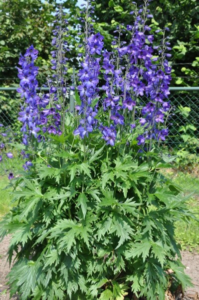Delphinium elatum 'Black Knight' Trädgårdsriddarsporre 5-10 i kruka P9 Delphinium elatum 'Black Knight'