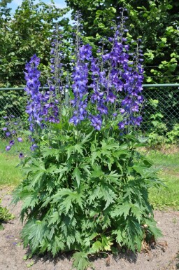 Delphinium elatum 'Black Knight' Trädgårdsriddarsporre 5-10 i kruka P9 Delphinium elatum 'Black Knight'