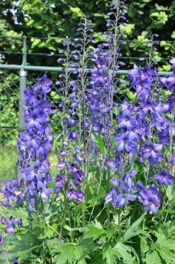 Delphinium elatum 'Black Knight' Trädgårdsriddarsporre 5-10 i kruka P9 Delphinium elatum 'Black Knight'