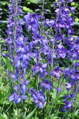 Delphinium elatum 'Black Knight' Trädgårdsriddarsporre 5-10 i kruka P9 Delphinium elatum 'Black Knight'