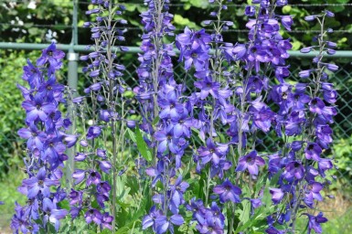 Delphinium elatum 'Black Knight' Trädgårdsriddarsporre 5-10 i kruka P9 Delphinium elatum 'Black Knight'