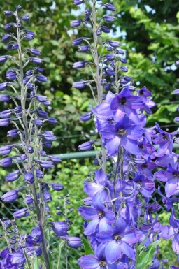 Delphinium elatum 'Black Knight' Trädgårdsriddarsporre 5-10 i kruka P9 Delphinium elatum 'Black Knight'