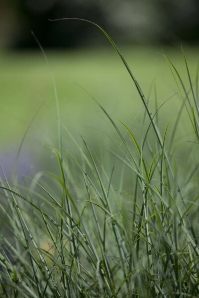 Deschampsia cespitosa Tuvtåtel 5-10 i kruka P9 Deschampsia cespitosa