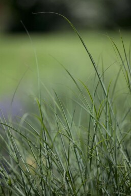 Deschampsia cespitosa TuvtÄtel 5-10 i kruka P9 Deschampsia cespitosa