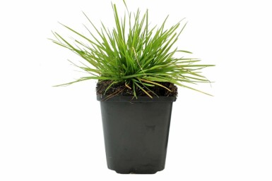 Deschampsia cespitosa TuvtÄtel 5-10 i kruka P9 Deschampsia cespitosa