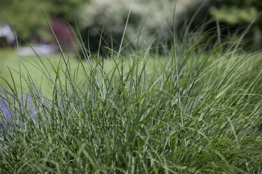 Deschampsia cespitosa Tuvtåtel 5-10 i kruka P9 Deschampsia cespitosa