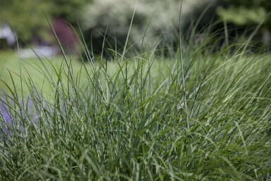Deschampsia cespitosa Tuvtåtel 5-10 i kruka P9 Deschampsia cespitosa