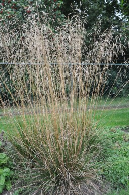 Deschampsia cespitosa 'Goldschleier' Tuvtåtel 5-10 i kruka P9 Deschampsia cespitosa 'Goldschleier'