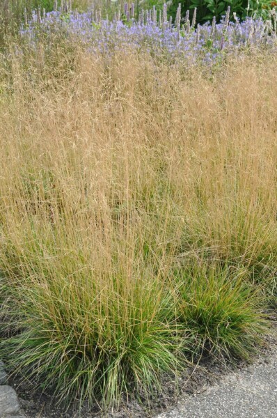 Deschampsia cespitosa 'Goldtau' Tuvtåtel 5-10 i kruka P9 Deschampsia cespitosa 'Goldtau'