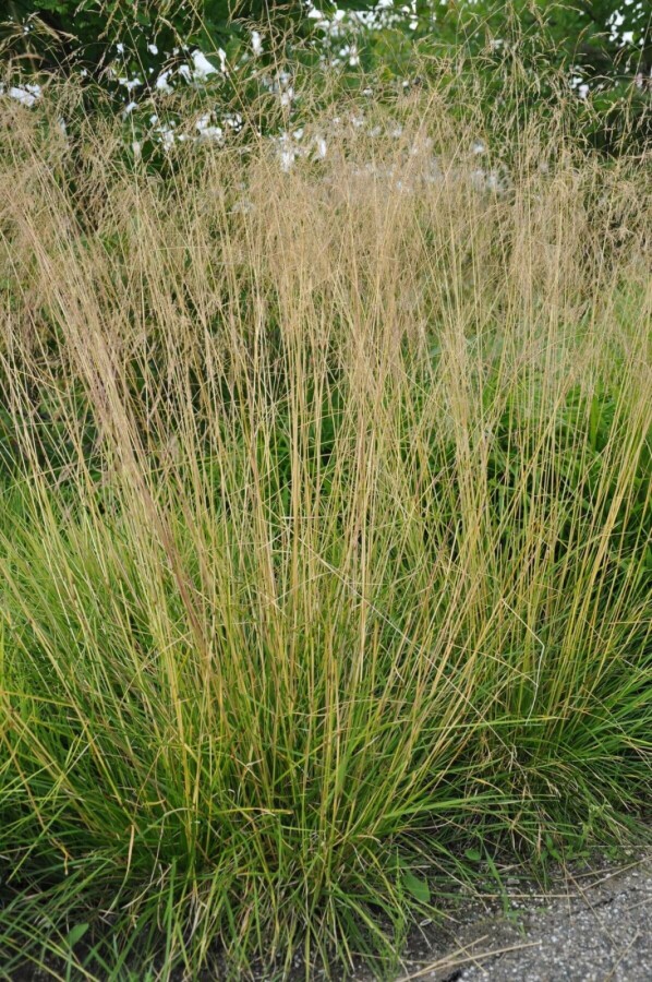 Deschampsia cespitosa 'Goldtau' Tuvtåtel 5-10 i kruka P9 Deschampsia cespitosa 'Goldtau'