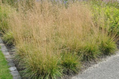 Deschampsia cespitosa 'Goldtau' Tuvtåtel 5-10 i kruka P9 Deschampsia cespitosa 'Goldtau'