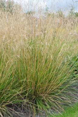 Deschampsia cespitosa 'Goldtau' Tuvtåtel 5-10 i kruka P9 Deschampsia cespitosa 'Goldtau'
