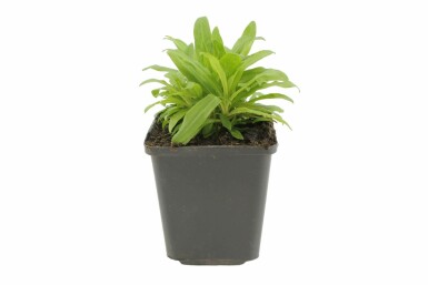 Dianthus barbatus 'Indianer Teppich' Borstnejlika 5-10 i kruka P9 Dianthus barbatus 'Indianer Teppich'