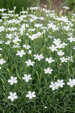 Dianthus deltoides 'Albiflorus' Backnejlika 5-10 i kruka P9 Dianthus deltoides 'Albiflorus'